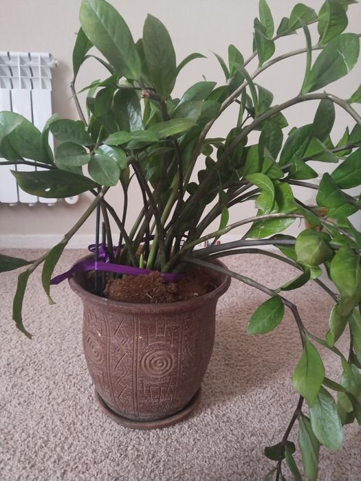 Замиокулькас растение