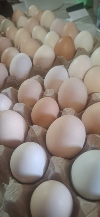 Продам инкубационное яйцо несушек. Брама Америукана джерсийский гигант