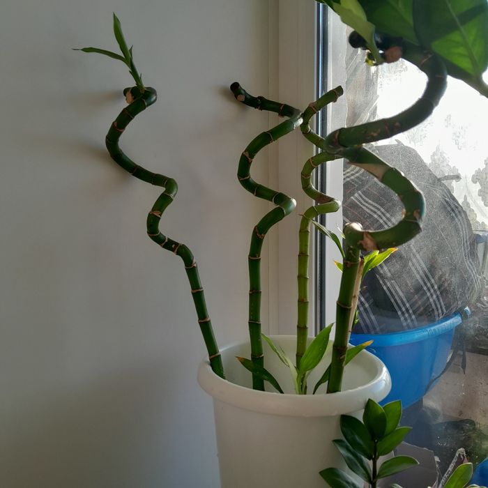 Продам бамбук 5 веточек