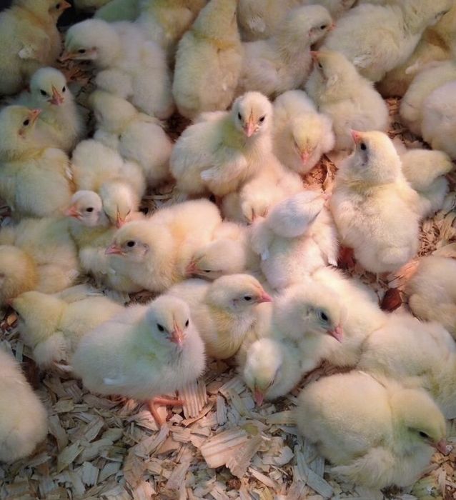 Домашние цыплята