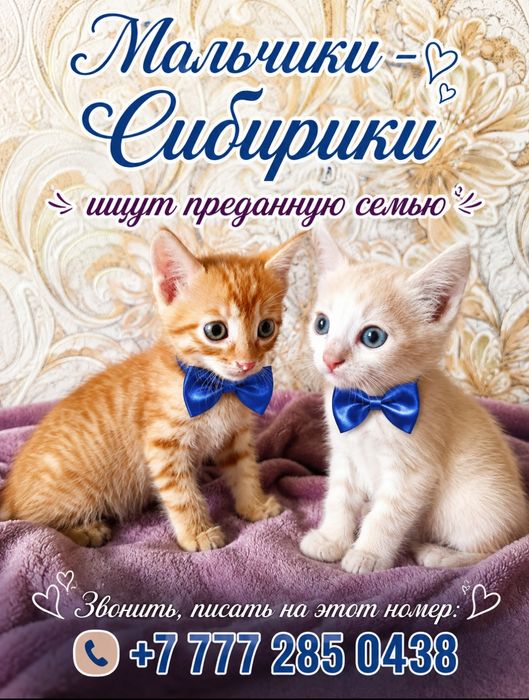 Котята  Сибирики