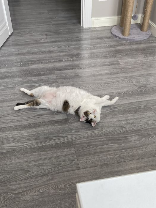 Отдам кошку в добрые руки