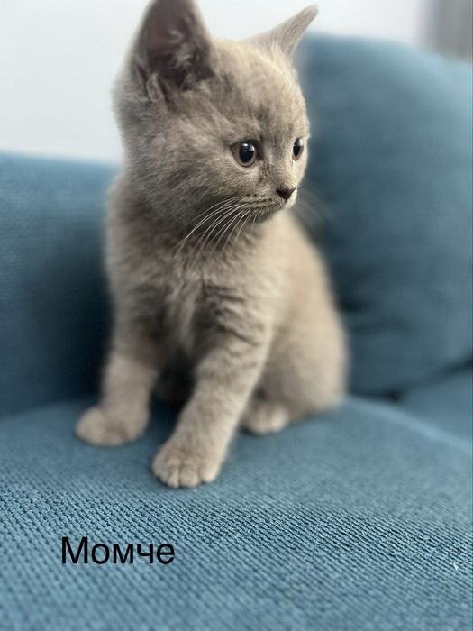Котенца  си търсят дом