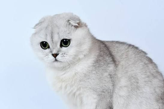 Вязка кот Тараз Шиншилла