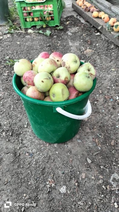 Продам яблоки вкусные.