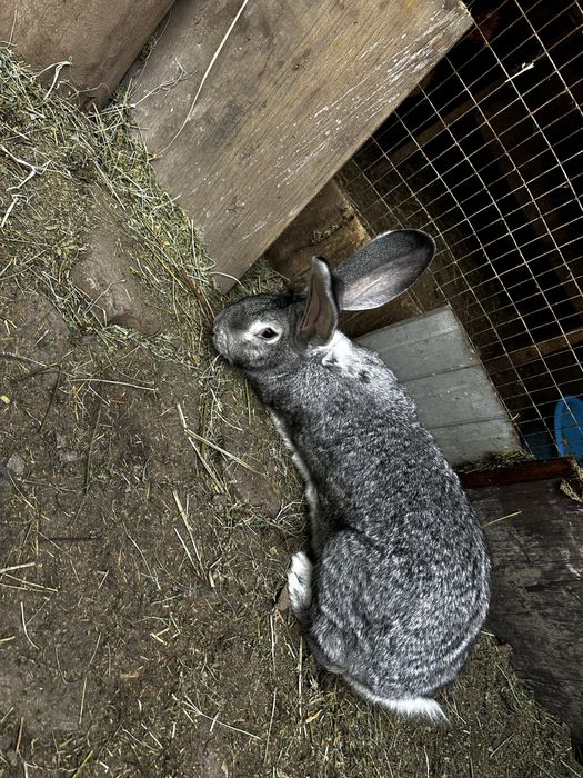 Кролики сукрольные