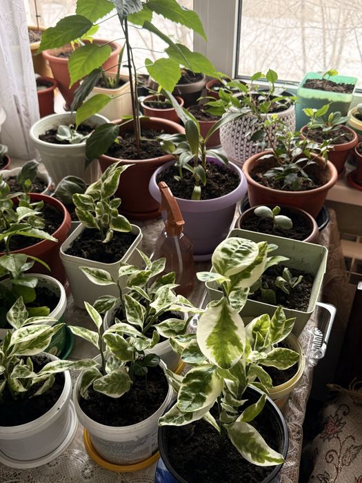 Продам комнатные цветы