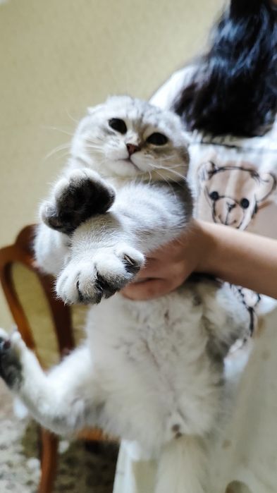 Sariq va dost bilan uchlik jinsiy aloqa