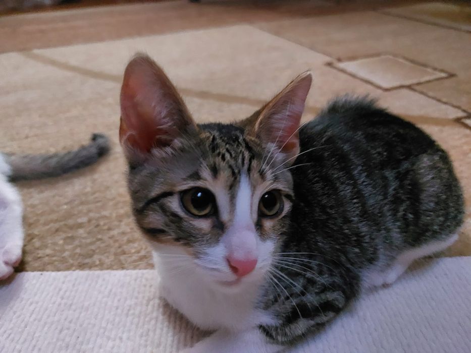 Отдам красивого котёнка, девочка, 3 мес.