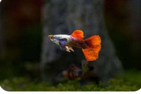 Аквариумные рыбки