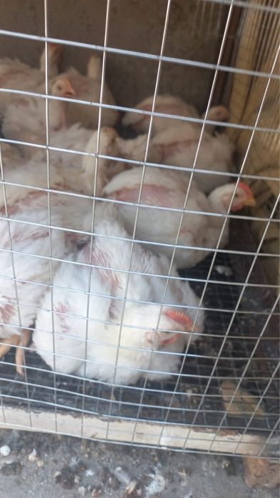 коб 500балапандар сатыладыы