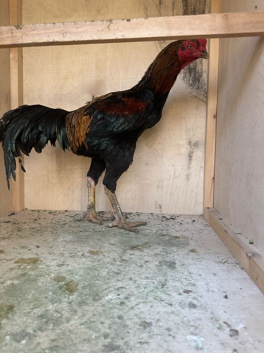 Horoz sotiladi soglom yoshga tolgan