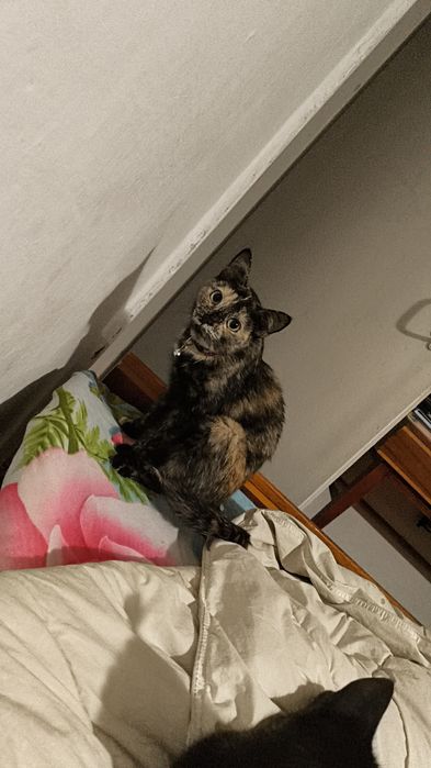 Потерялась кошка
