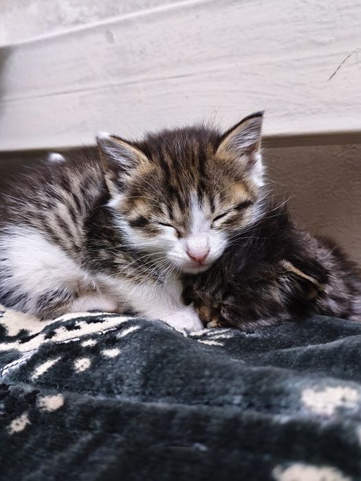 котики в хорошие руки