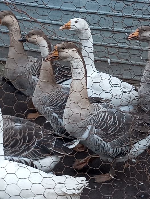 Vând Gaste africane