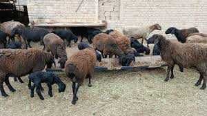 xisor quylari bilan toza gush