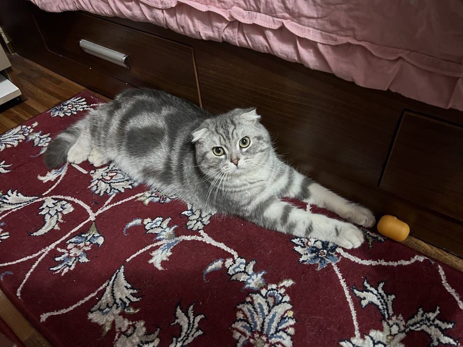 Продам шотландского котёнка
