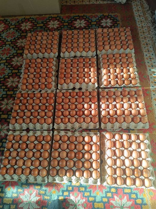 Яйцо Инкубационное