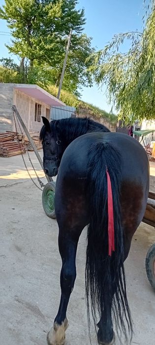 Vând iapa vârstă 7 ani corcitura frizian