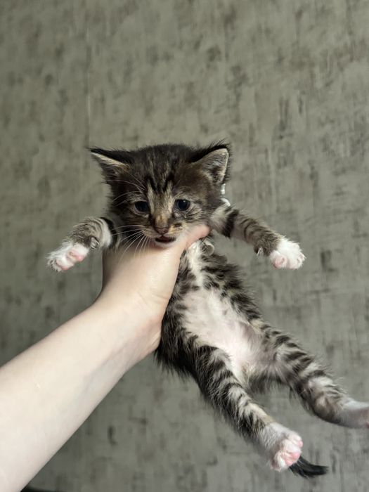 отдаю котят в добрые руки