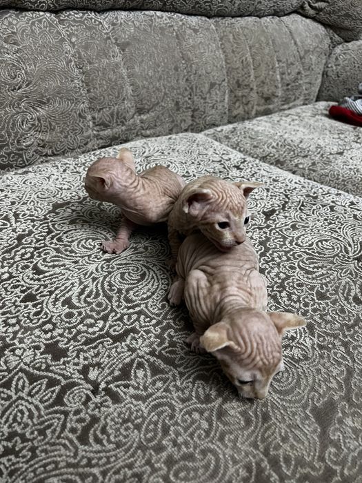 Продаются( БРОНЬ) канадский сфинкс