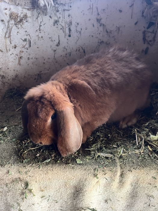 De vanzare 2 Iepuri Berbec German portocaliu ( tatuati).