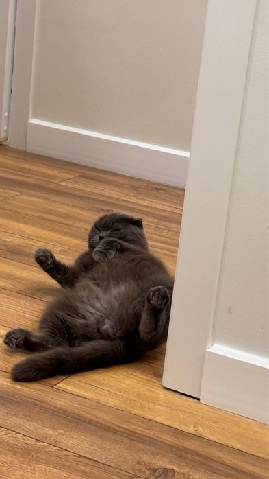 Кот бесплатно заб