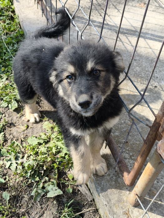 Donez pui de cățel (3 luni)