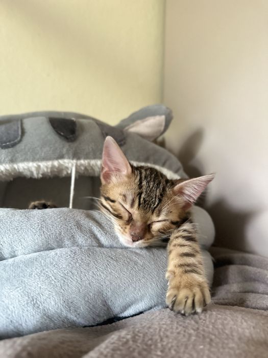 Продам бенгала девочка