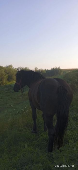 Armasar nergru fara semn de vanzare urgent !!!