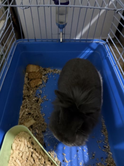 Продам кролика с клеткой