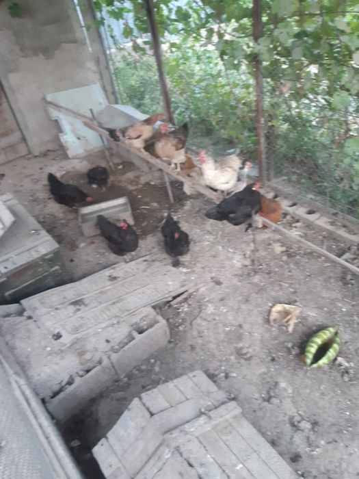 Домашний тауықтар