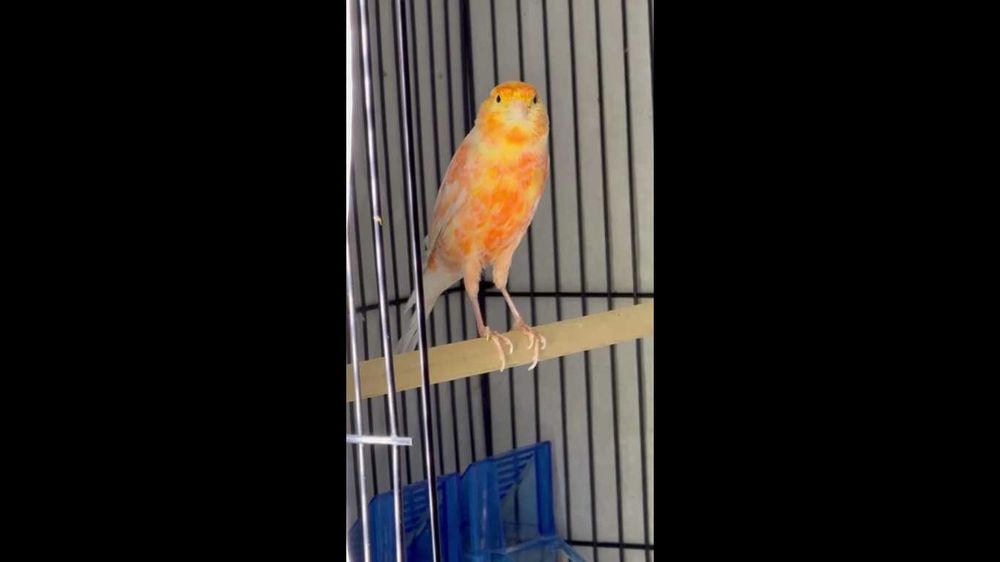 kanareyka nar sotiladi 2 ta