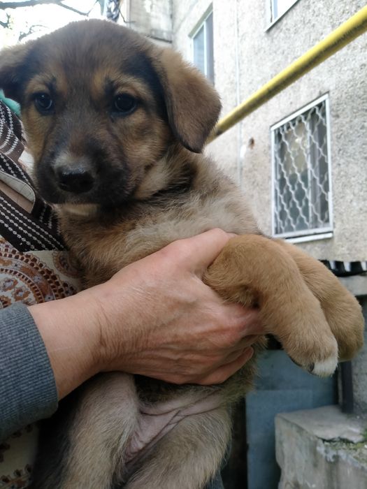 Щенки девочки ищут родителей.