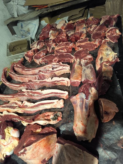 Жылқы еті семіз тай