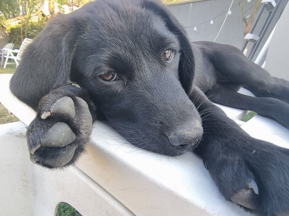 Ofer spre adopție
