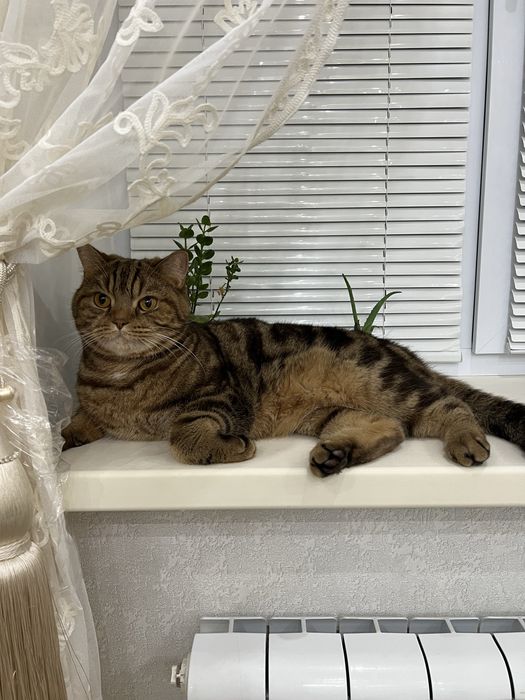 Потерялся кот по кличке Ричи