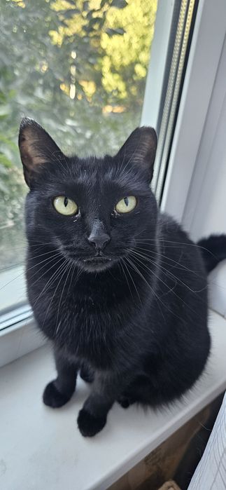 Ищет дом стерилизованная кошечка