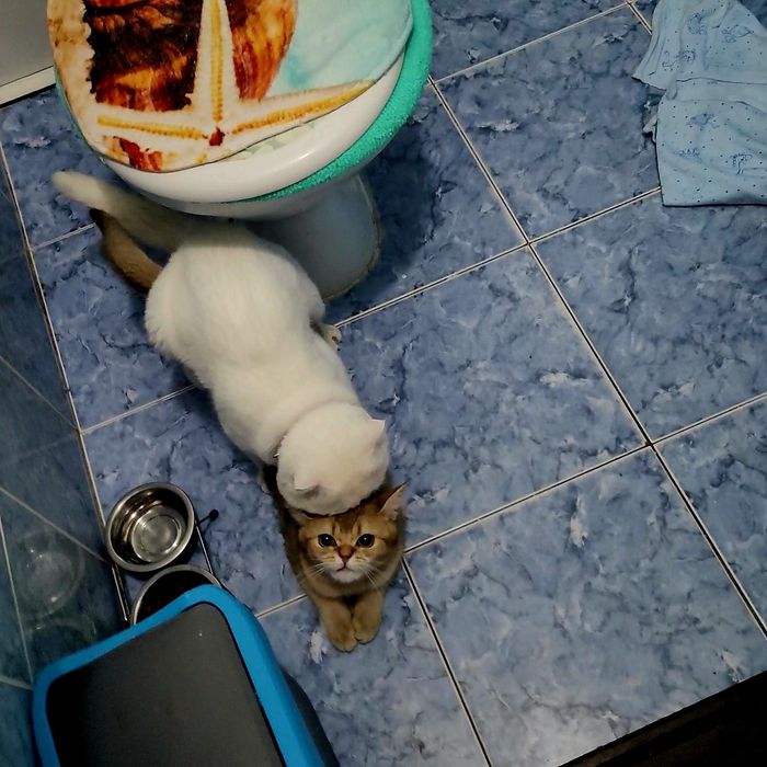 Вязка кот шотландский вислоухий