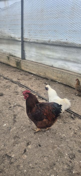 3 Cocoși de vanzare