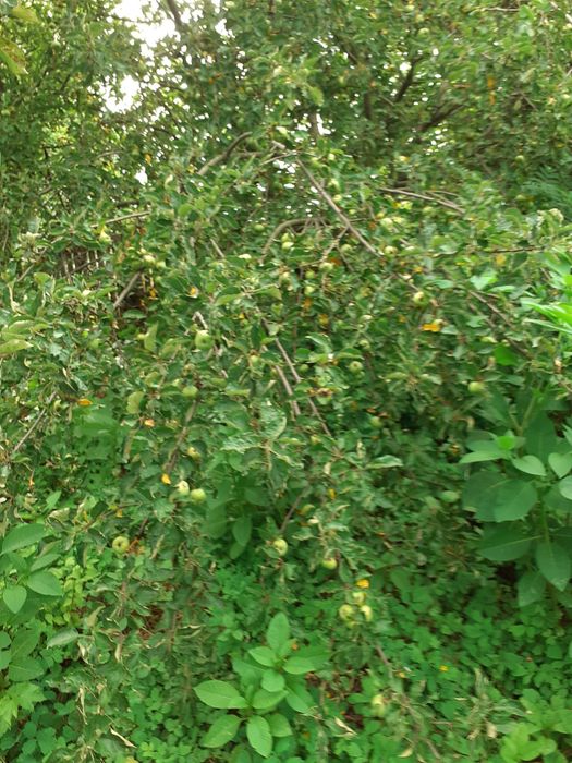 Teren Sosea Principala Dedulesti