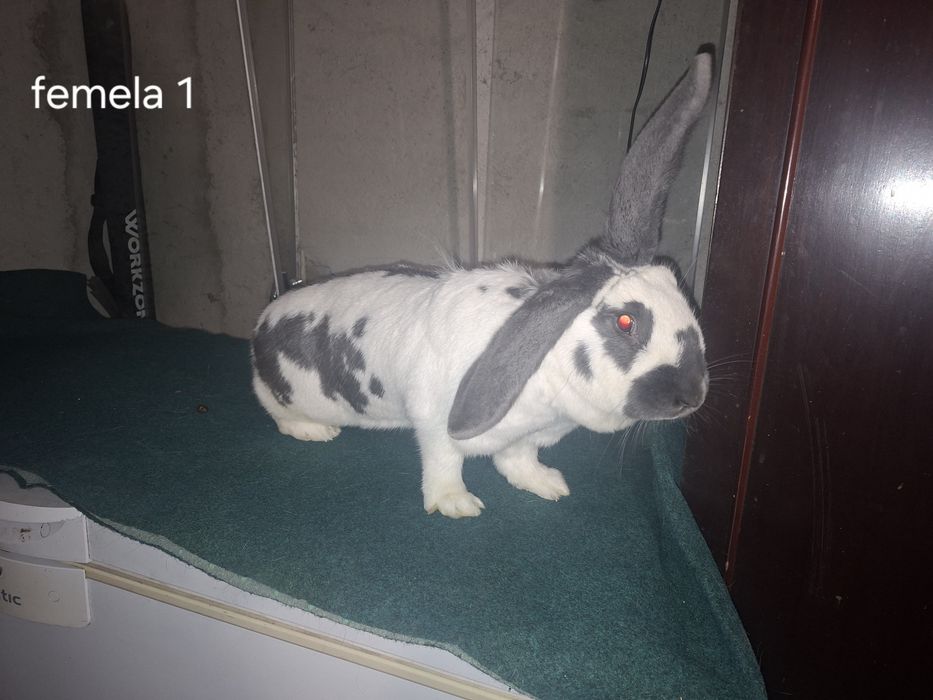 Iepuri fluture geman