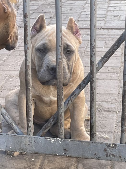 Американский булли