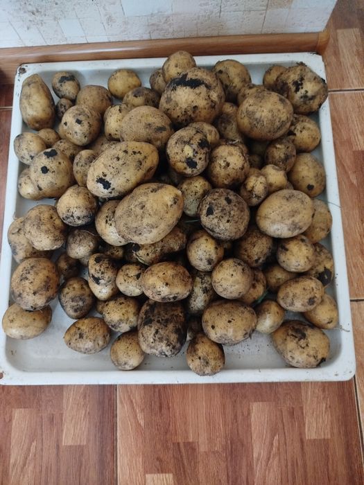 Картофель домашний