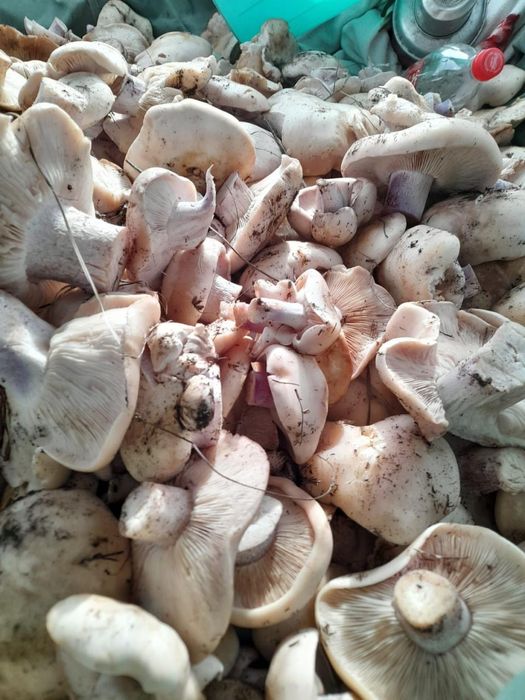 Продам Грибы Синеножки