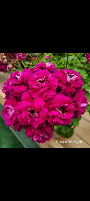 Сортовые пеларгонии