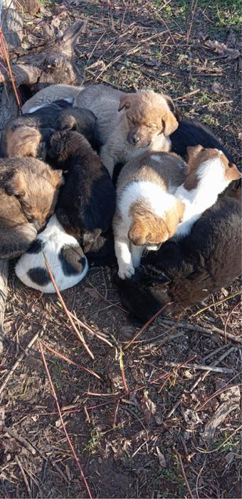 Подарявам кученца