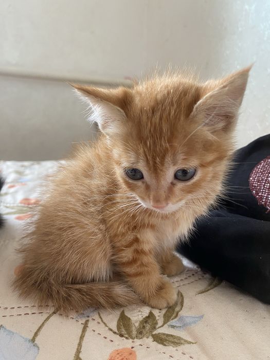 Отдаю котят в добрые руки