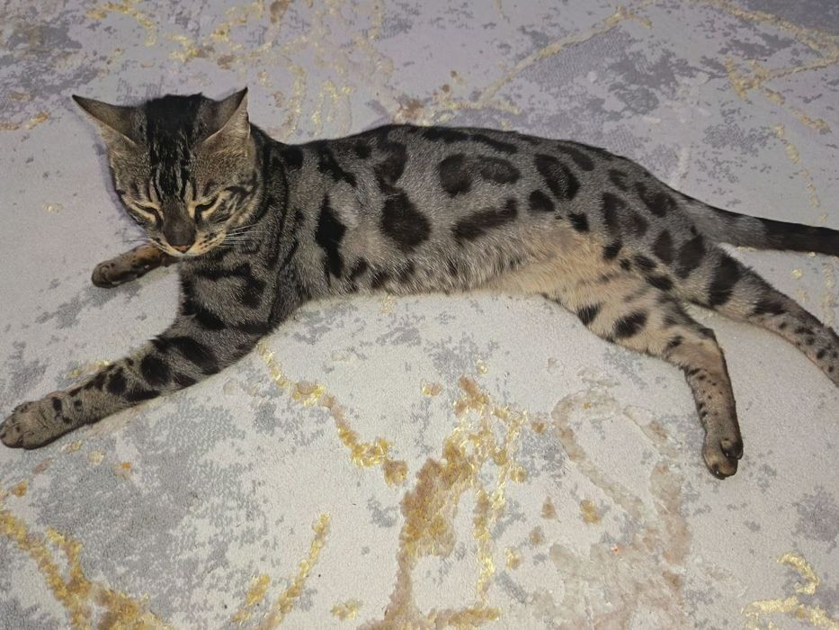 Bengal zotli  mushuk