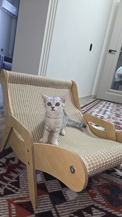 Породистая кошка